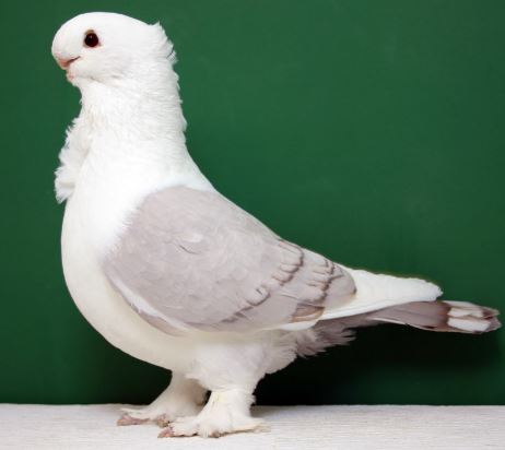 Harga Merpati Hias Terbaru 2016 Jenis Merpati Paling Terkenal