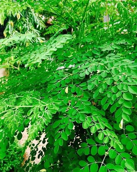 functions of moringa leaves