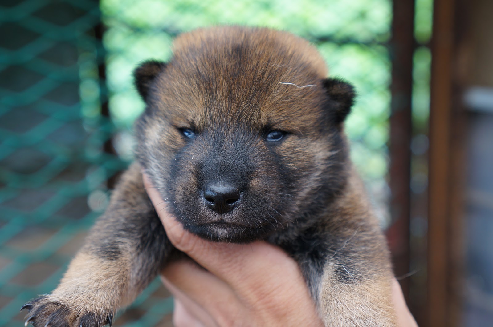 四国犬を飼いませんか？