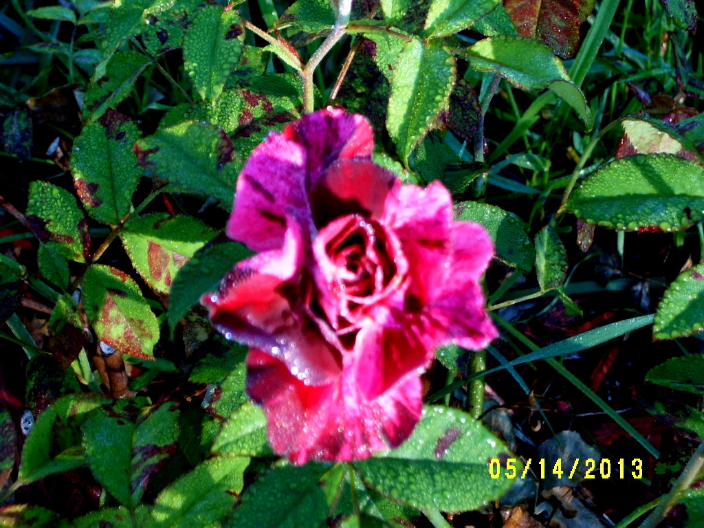 Alabama Rose and Flower Garden from a Non-Green Thumb: Roses I own...so ...