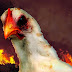 Mencegah Sifat Kanibal pada Anak Ayam