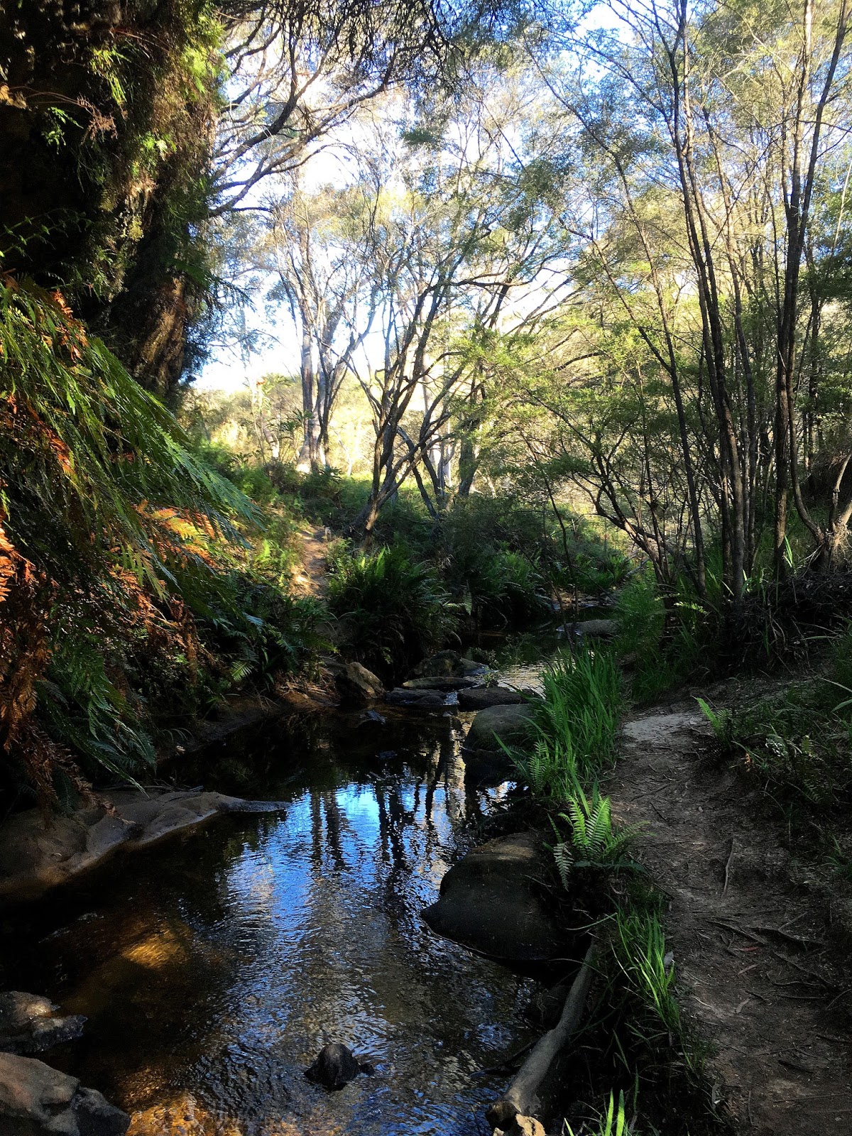 The National Pass track in the World Heritage listed Blue Mountains has been one of the most beautiful hiking trails I have seen. With the highest outdoor staircase and breathtaking views it's not to be missed!