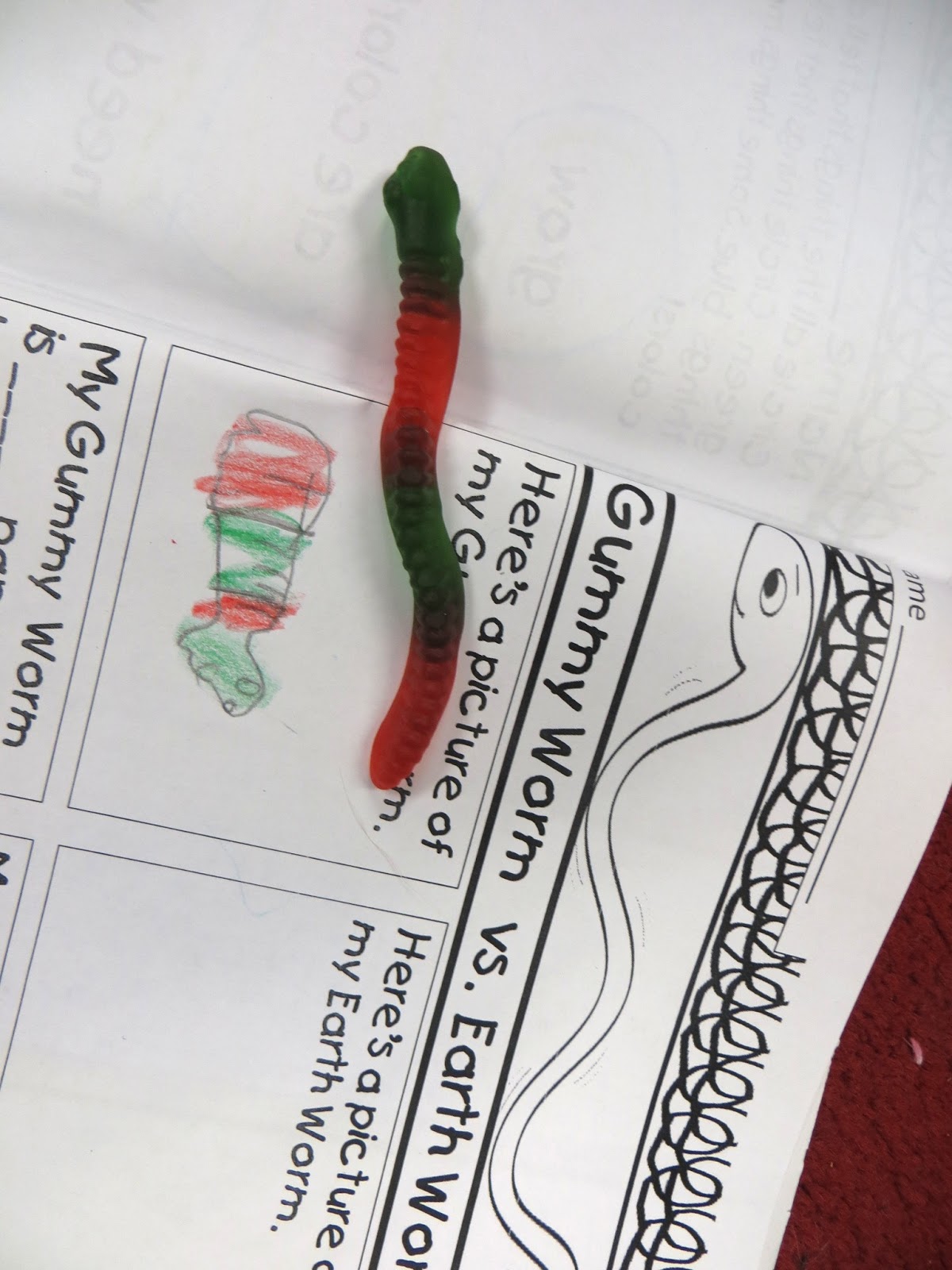 First Grade Wow: Gummy Worms VS Earth Worms