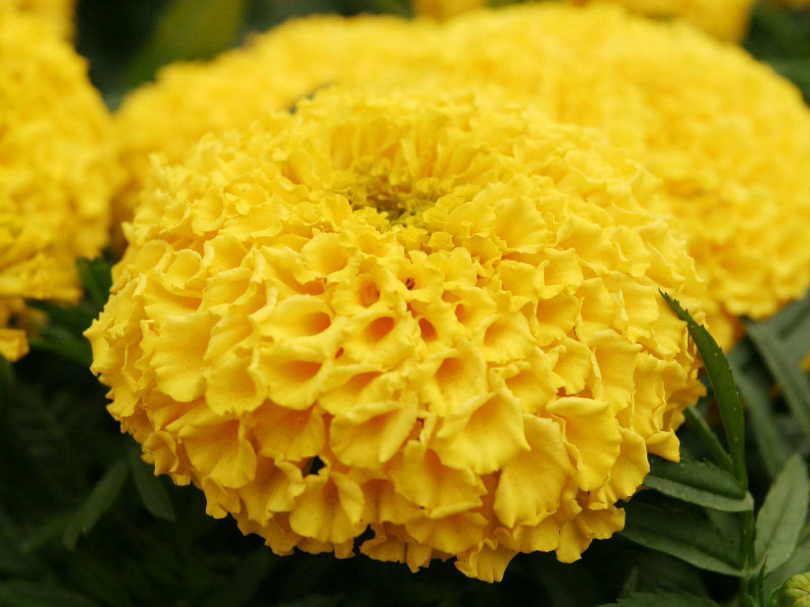 Pictures Of Marigold Flowers - Beautiful Flowers