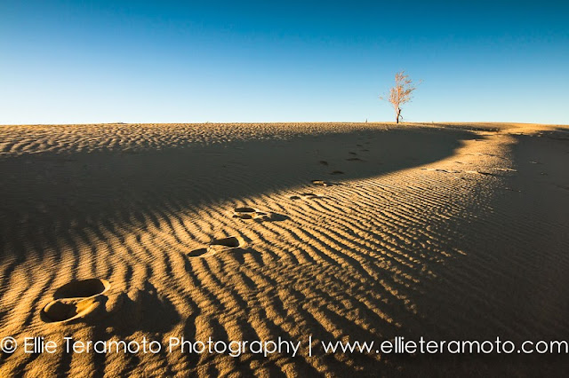A Lone Tree on a Sand Dune in Texas