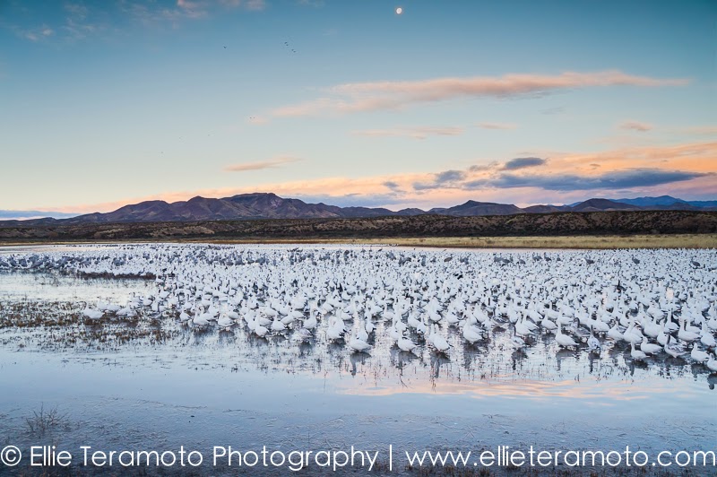  Snow Geese and Sandhill Cranes before the Sunrise Flight