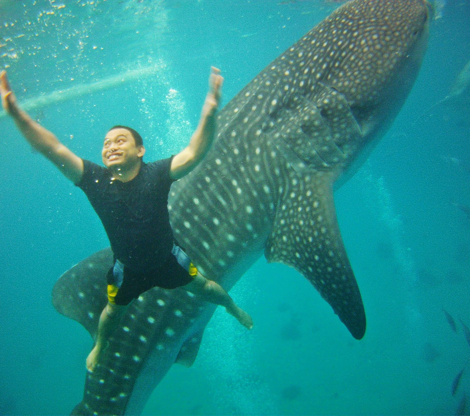 cOyxXx: Meek Giants Under the Sea: Whale Shark Encounter in Oslob, Cebu