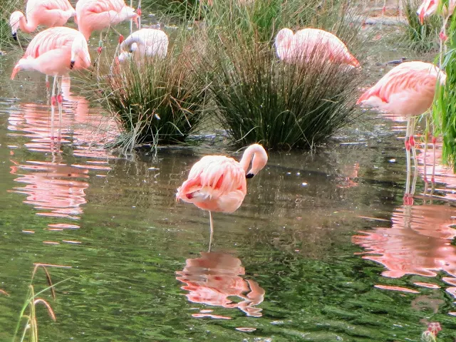 Things to do in Amsterdam: pink flamingos at Natura Artis Magistra in Amsterdam