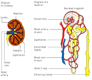 How The Kidney Works: Information | Diagrams of the Kidney
