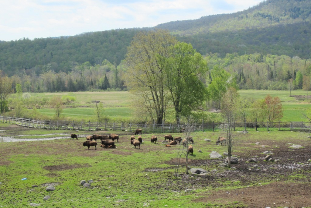 Windswept Adventure A Bison Farm In The Adirondacks