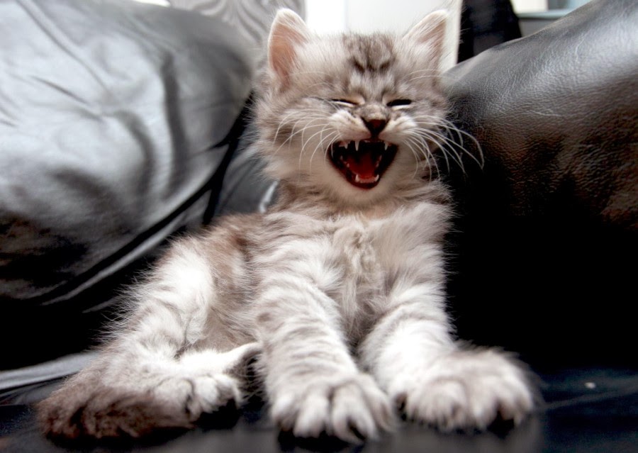20 Hilarious Cats Laughing at You