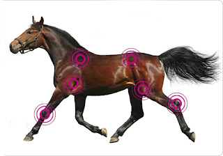 Zglobovi kod konja najčešće podlozni artritisu Panvet dežurna veterinarska stanica Subotica