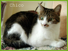 Chico Boy, we miss you!