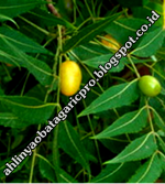 Obat Malaria Obat Malaria