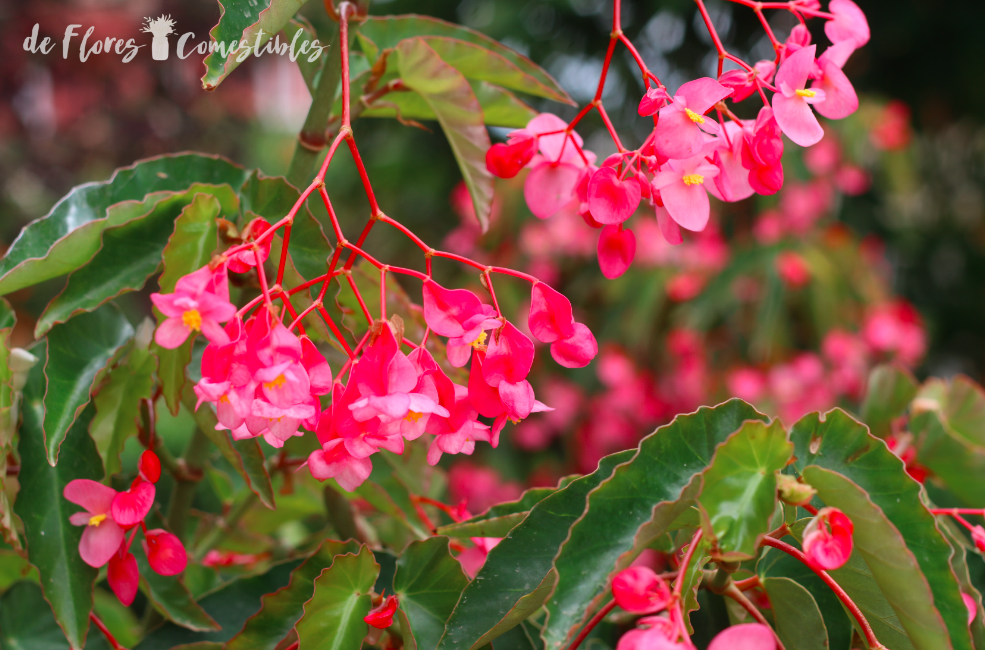 Flor de Begonia. | De flores comestibles