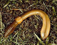 🐛 Artropodos 🐝: 🐛 ANELIDOS 🐛