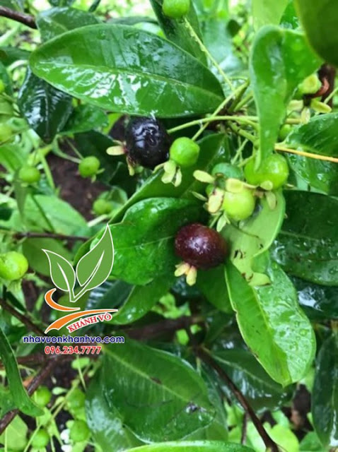Cherry Brazil - Cây ăn trái nhiệt đới nhiều dinh dưỡng. 52590408_428613217881300_4590195127359635456_n