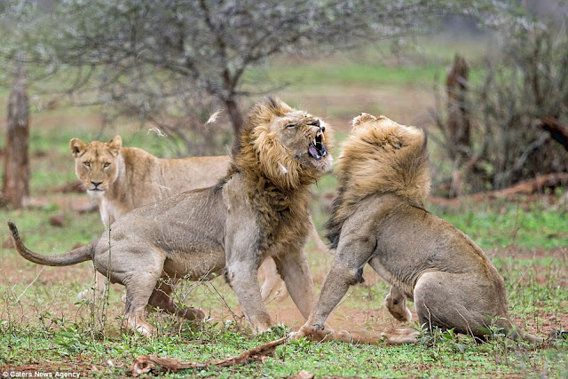 Wow Two Male Lions Fight Dirty Over Mating A Lioness Photos