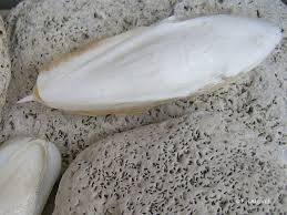 الشبكة العربية لطب الأعشاب فوائدها ووصفات لسان البحر