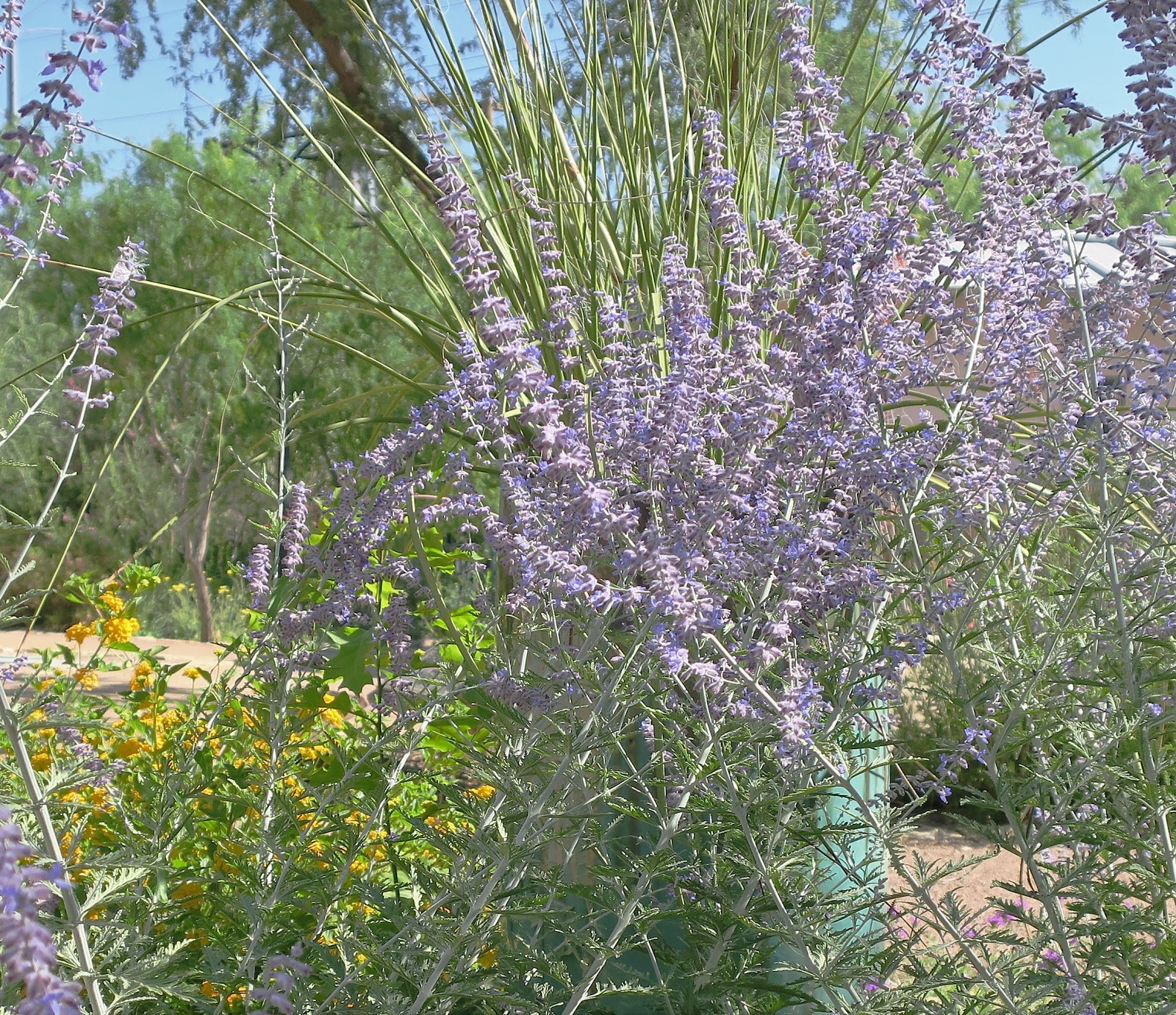 Living Rootless El Paso Desert Botanical Garden