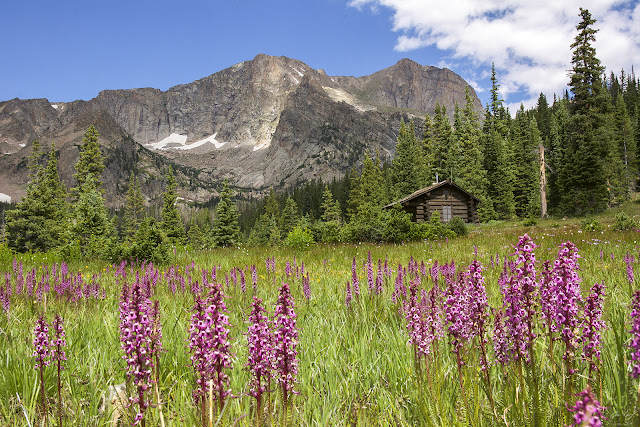 Wild Basin cabin with elephant head wildflowers and Mt. Alice in Rocky Mountain National Park