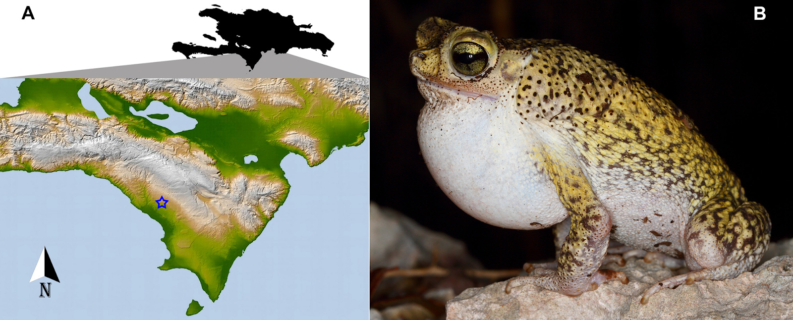 Species New to Science [Herpetology • 2018] Peltophryne armata • A New