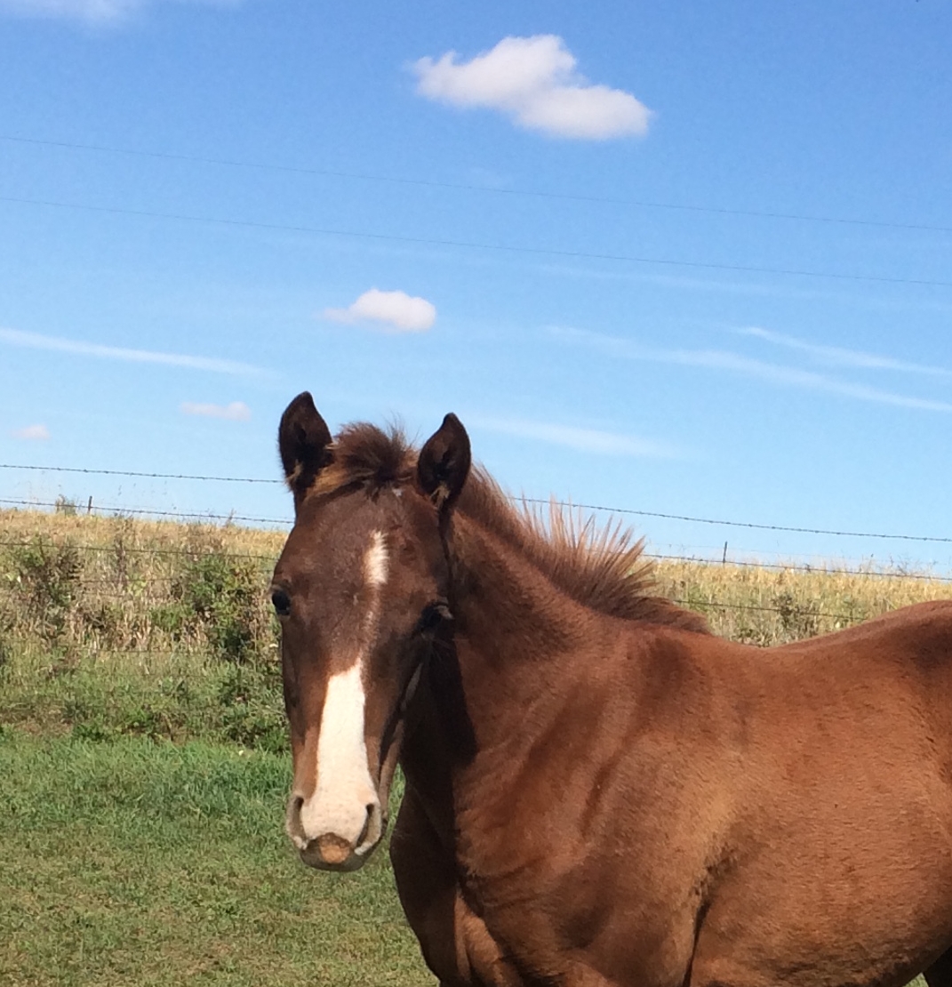 Windy Creek Quarter Horses Smokey and Shaqs filly