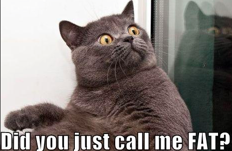 Did You Just Call Me Fat did you just call me fat