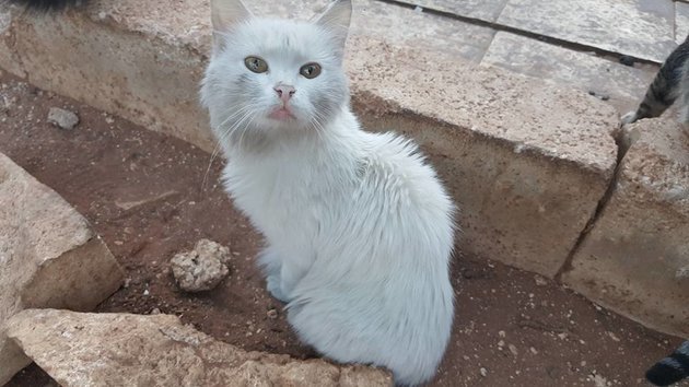 The cats of Aleppo Mohammad Alaa Aljaleel and The Cat Man of Aleppo