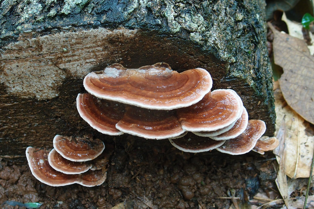 Science Class 5ep Fungi Kingdom