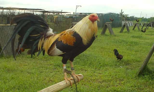 Think, fighting cock training methods Apologise, fighting cock training methods