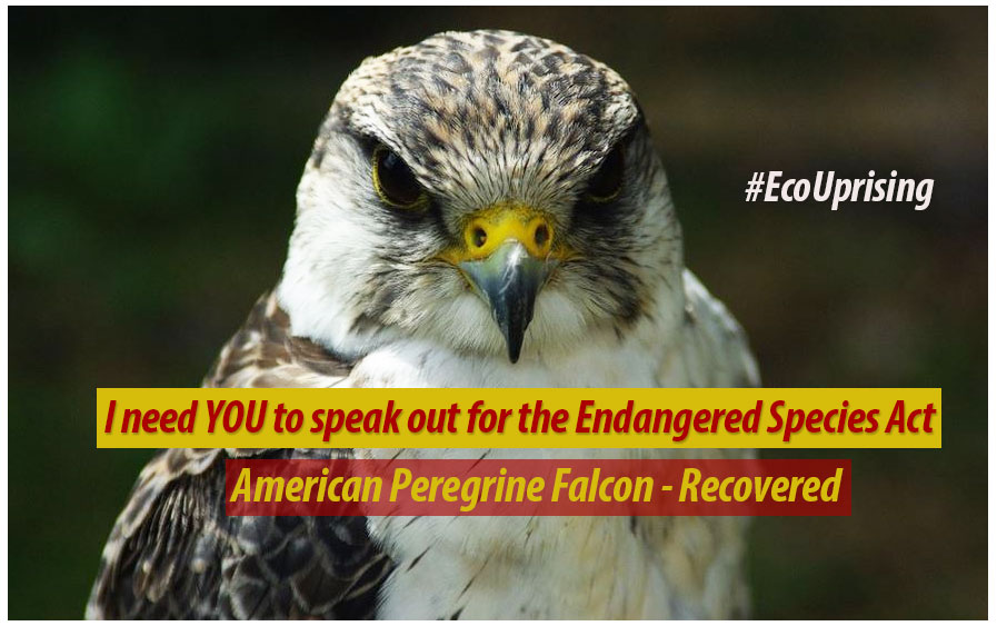 help save the endangered species of south america There are many ways in which people can help to keep these animals from becoming endangered or help save central and south america, endangered species. help save the endangered species of south america There are many ways in which people can help to keep these animals from becoming endangered or help save central and south america, endangered species.