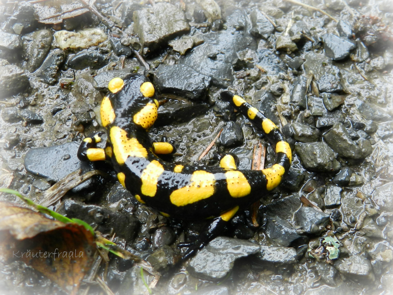 Beim Kräuterfraala Wunderschöner Feuersalamander