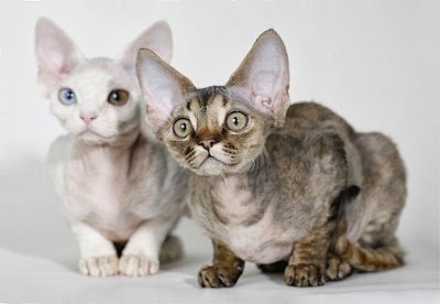 Devon Rex