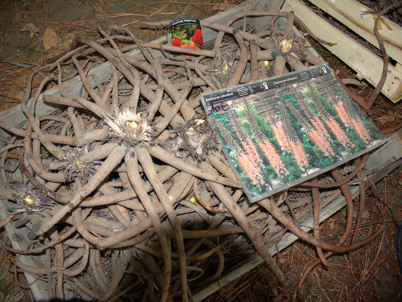 HOW TO GROW THE FOXTAIL LILY The Garden of Eaden