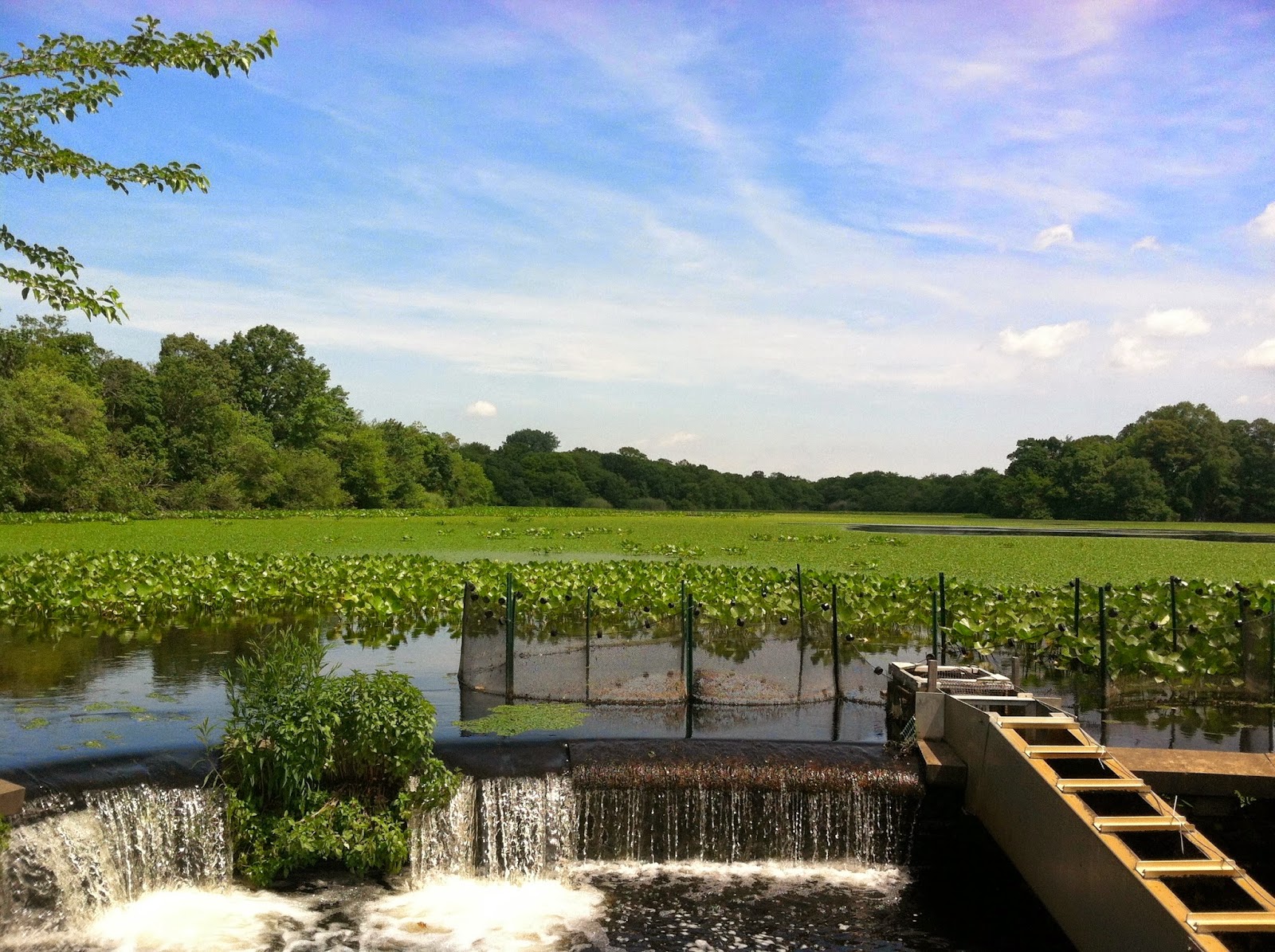 The Island at The Massapequa Preserve