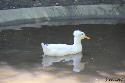Little White Duck: Barefoot Books-LadyD
