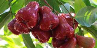 jambu-air,www.healthnote25.com