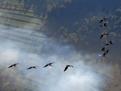 bird birds animals wiki