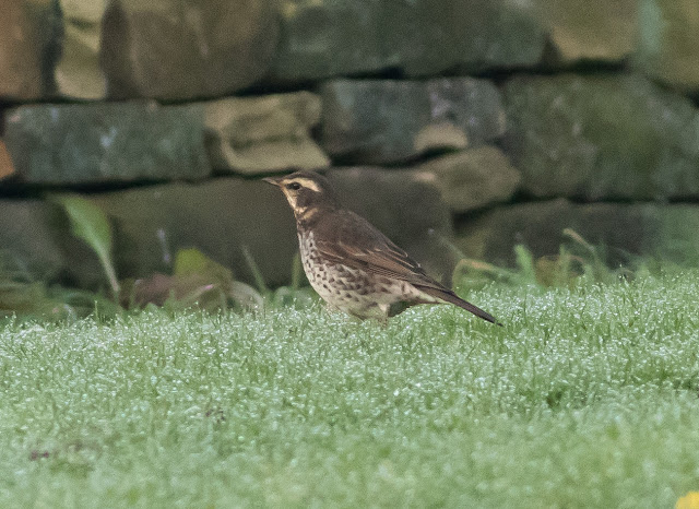 Dusky Thrush - Beeley, Derbyshire