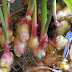 Stop Buying Ginger! Here's How To Grow An Endless Supply Of Ginger Right At Home