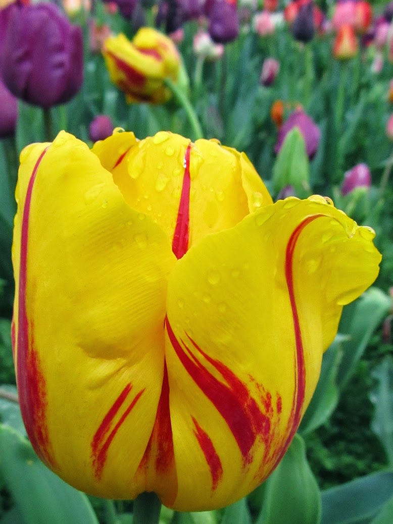 yellow and red tulips with raindrops