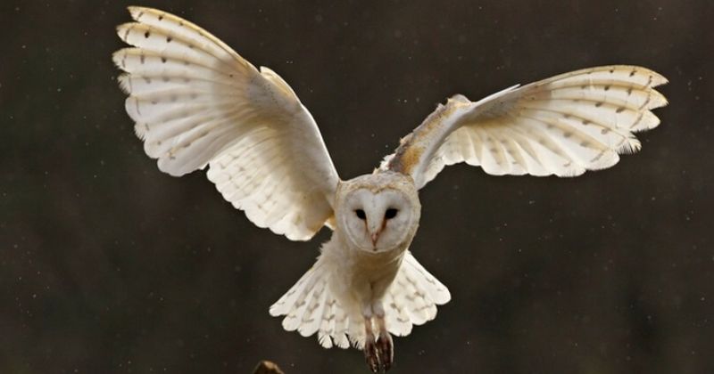 Alasan Burung Hantu Terbang Lebih Senyap Ratu Jp Foto Guardian