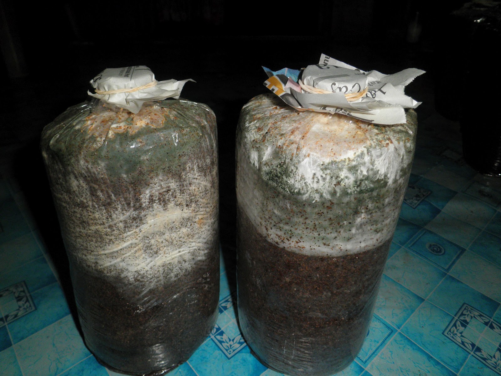 BUDIDAYA JAMUR TIRAM JUAL BIBIT PDA ATAU F0, F1,F2 JAMUR TIRAM BAGLOG JAMUR KALIMANTAN