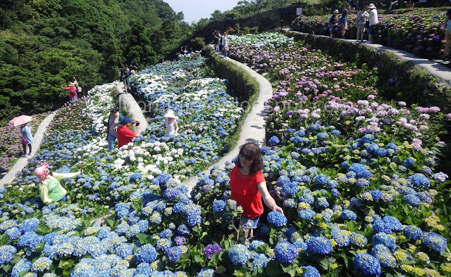 Yangmingshan Zhuzihu Hydrangea