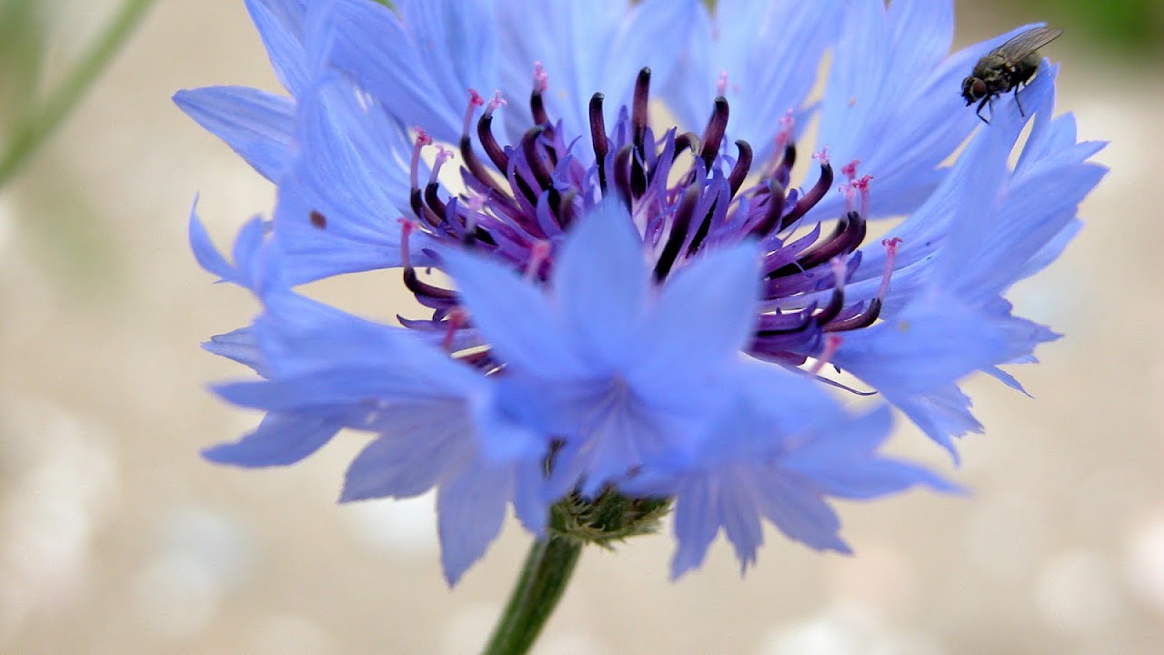 Centaurea cyanus Bluebottle Flower Flower Choices