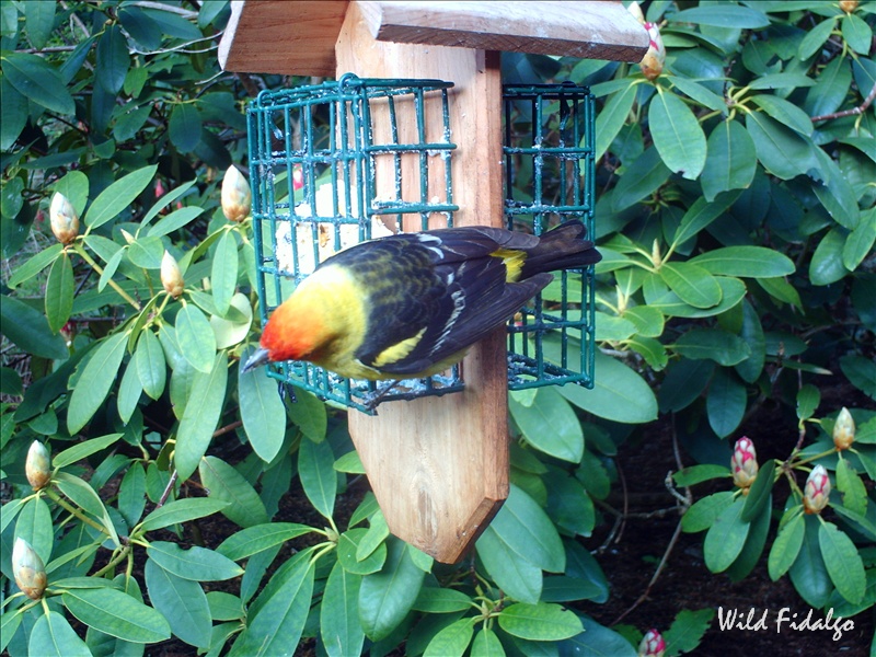 Western Tanager