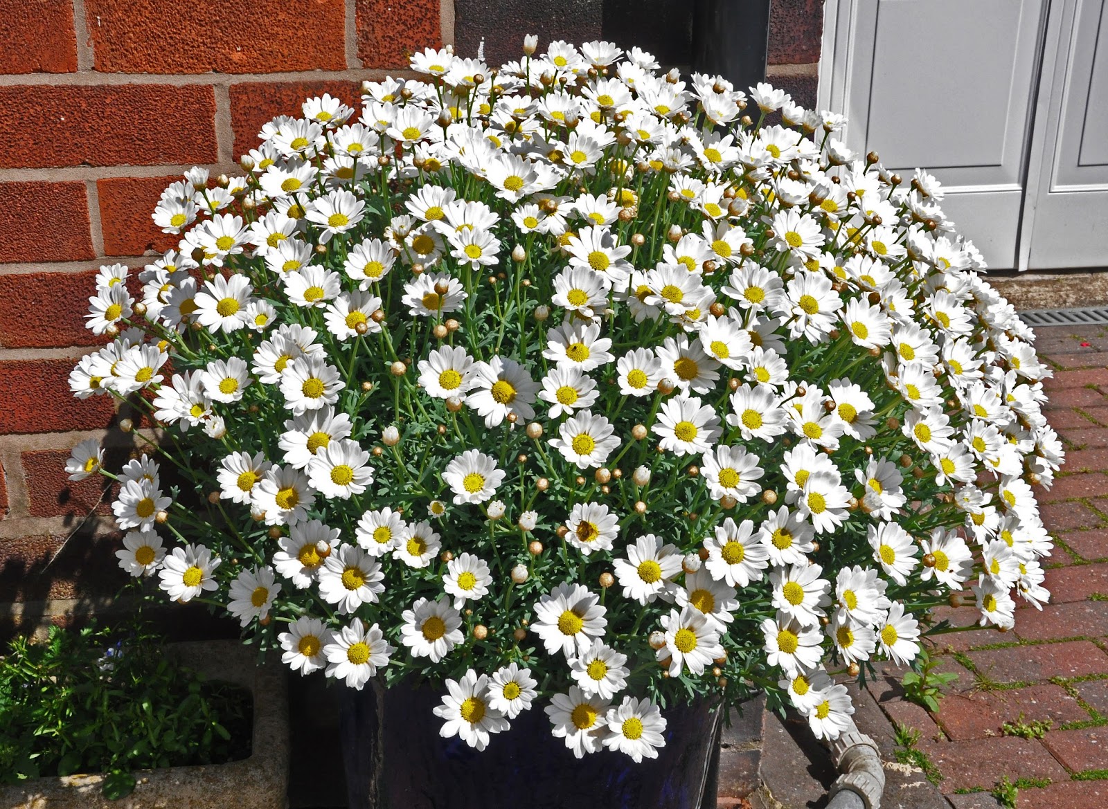 Gardening with John Steedman Marguerites Argyranthemum frutescens