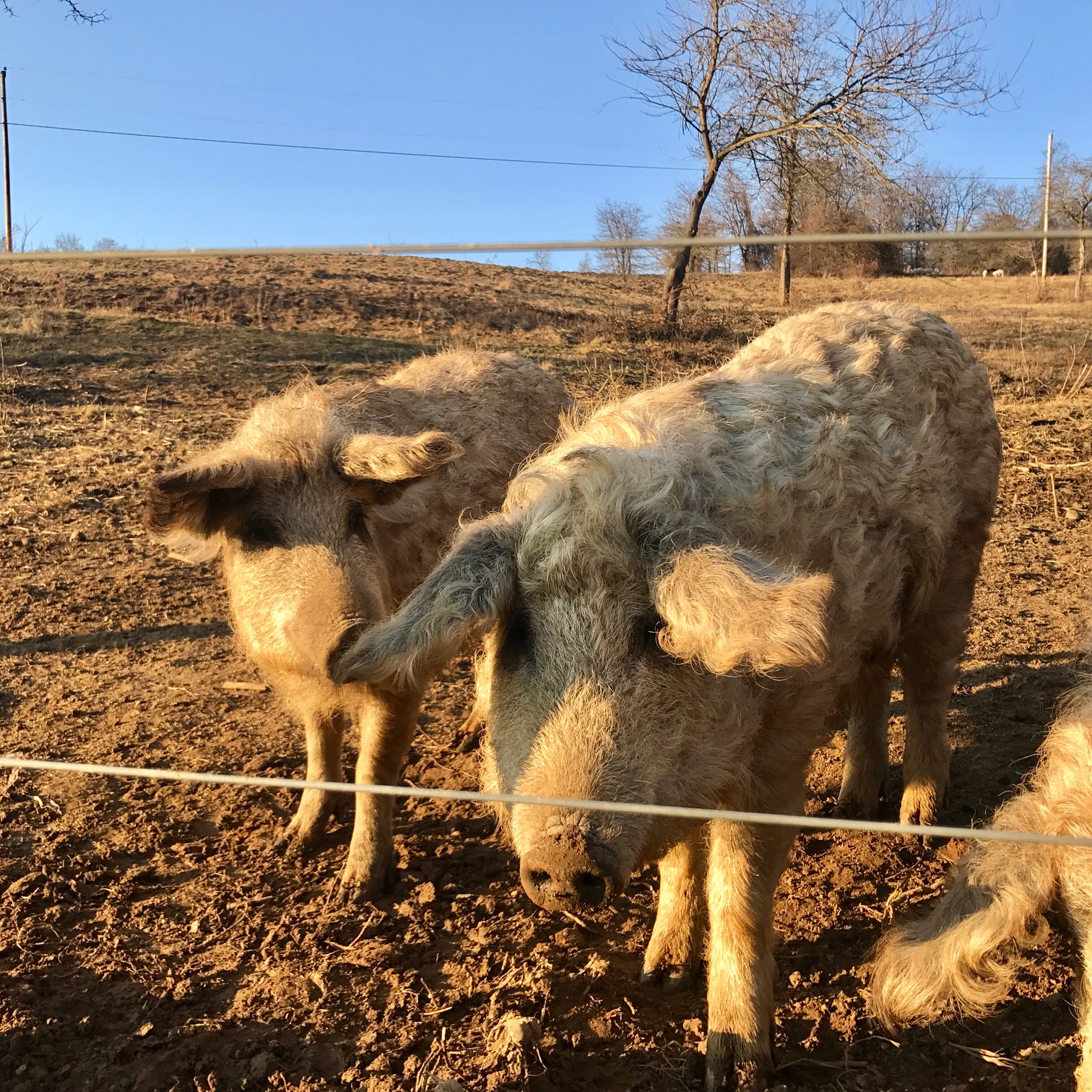 Wooly Pig Farm Brewery Fresno, Ohio, USA
