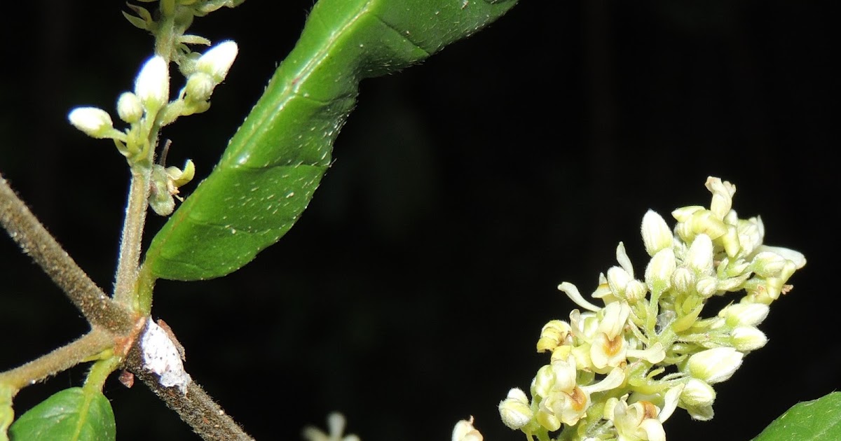 Flora campus I Trigoniaceae Trigonia nivea Cambess.